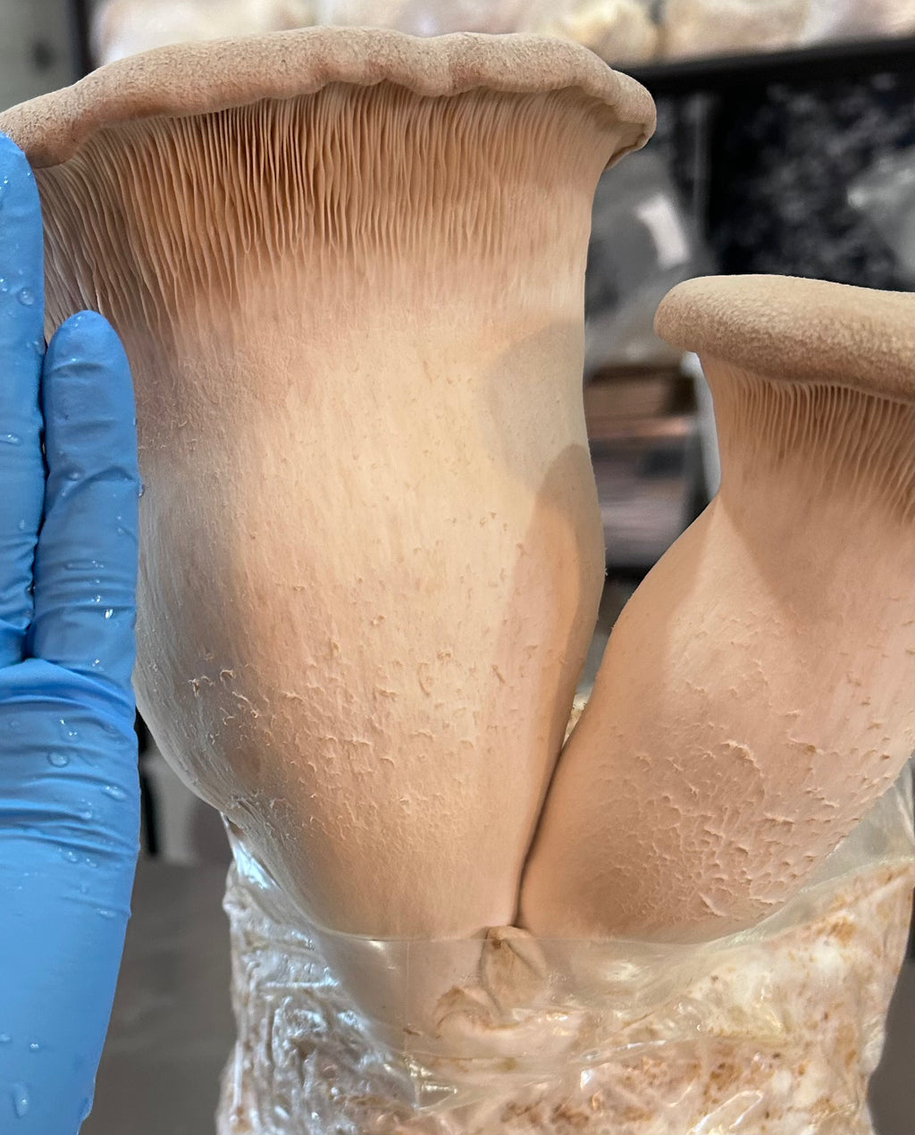 Mushroom - King Trumpet - Fresh