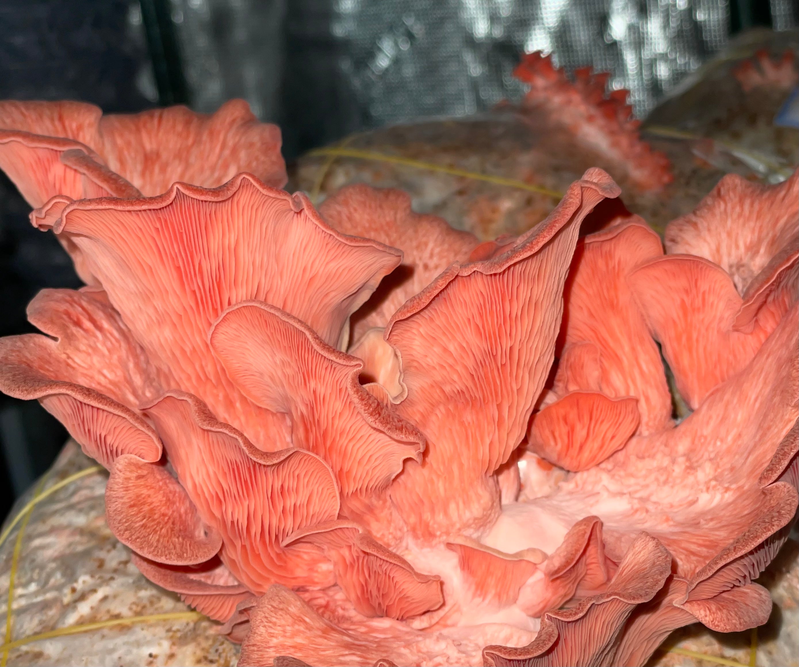 Mushroom - Pink Oyster - Fresh