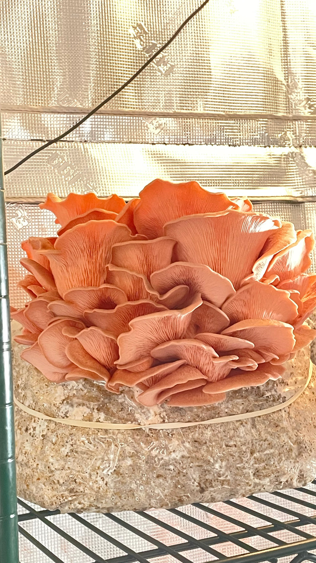 Mushroom - Pink Oyster - Fresh