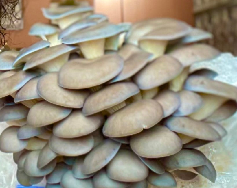 Mushroom - Blue Oyster - Fresh