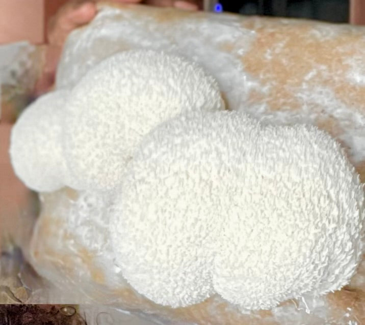 Mushroom - Lion's Mane - Fresh