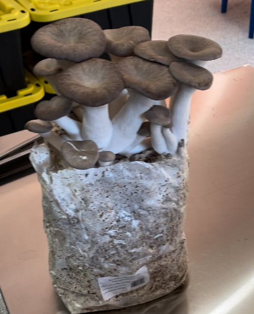 Mushroom - Black Pearl - Fresh