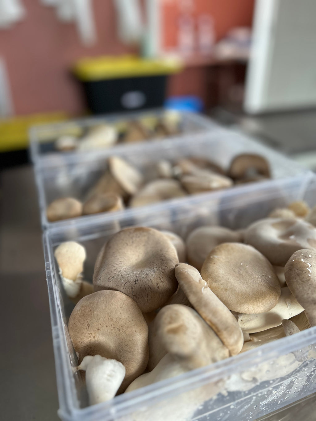 Mushroom - King Trumpet - Fresh