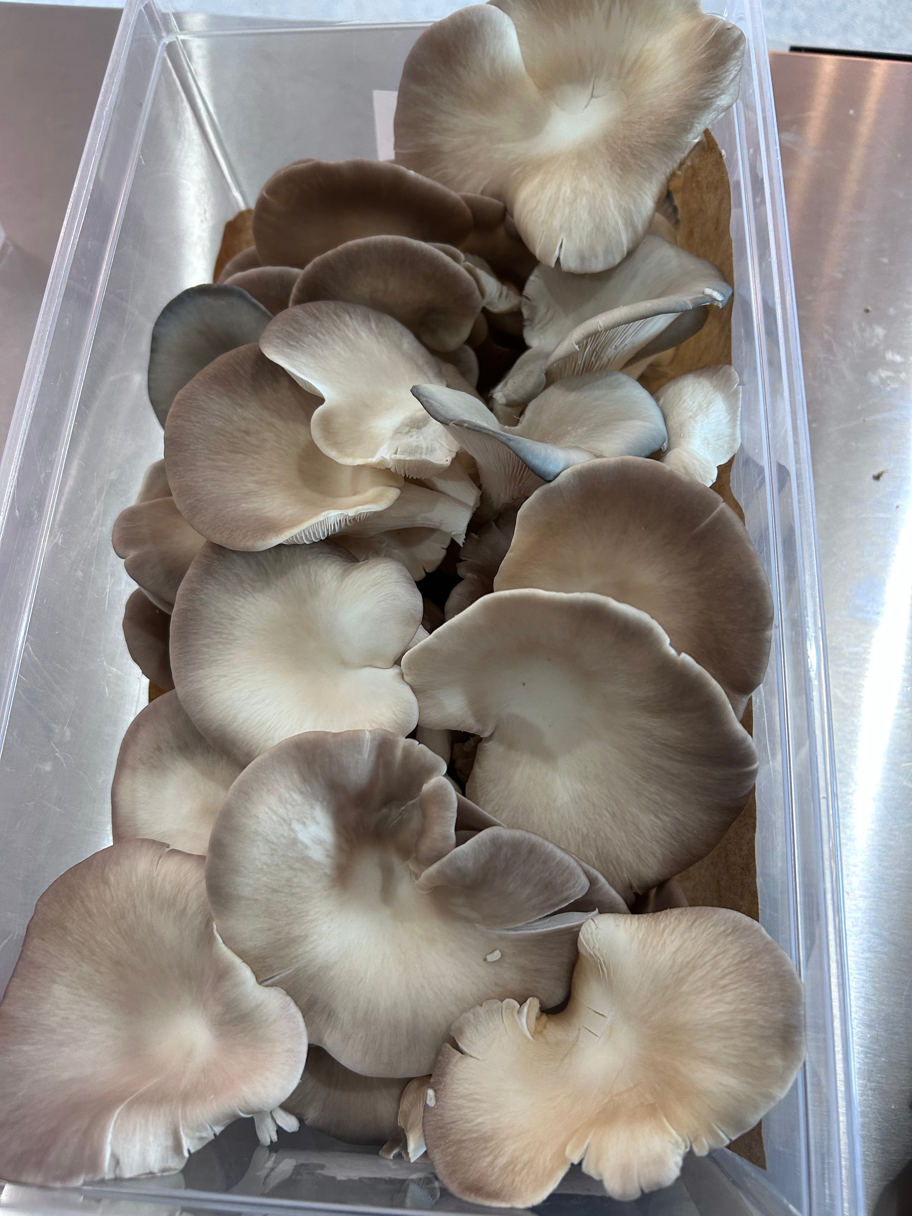 Mushroom - Italian Oyster - Fresh