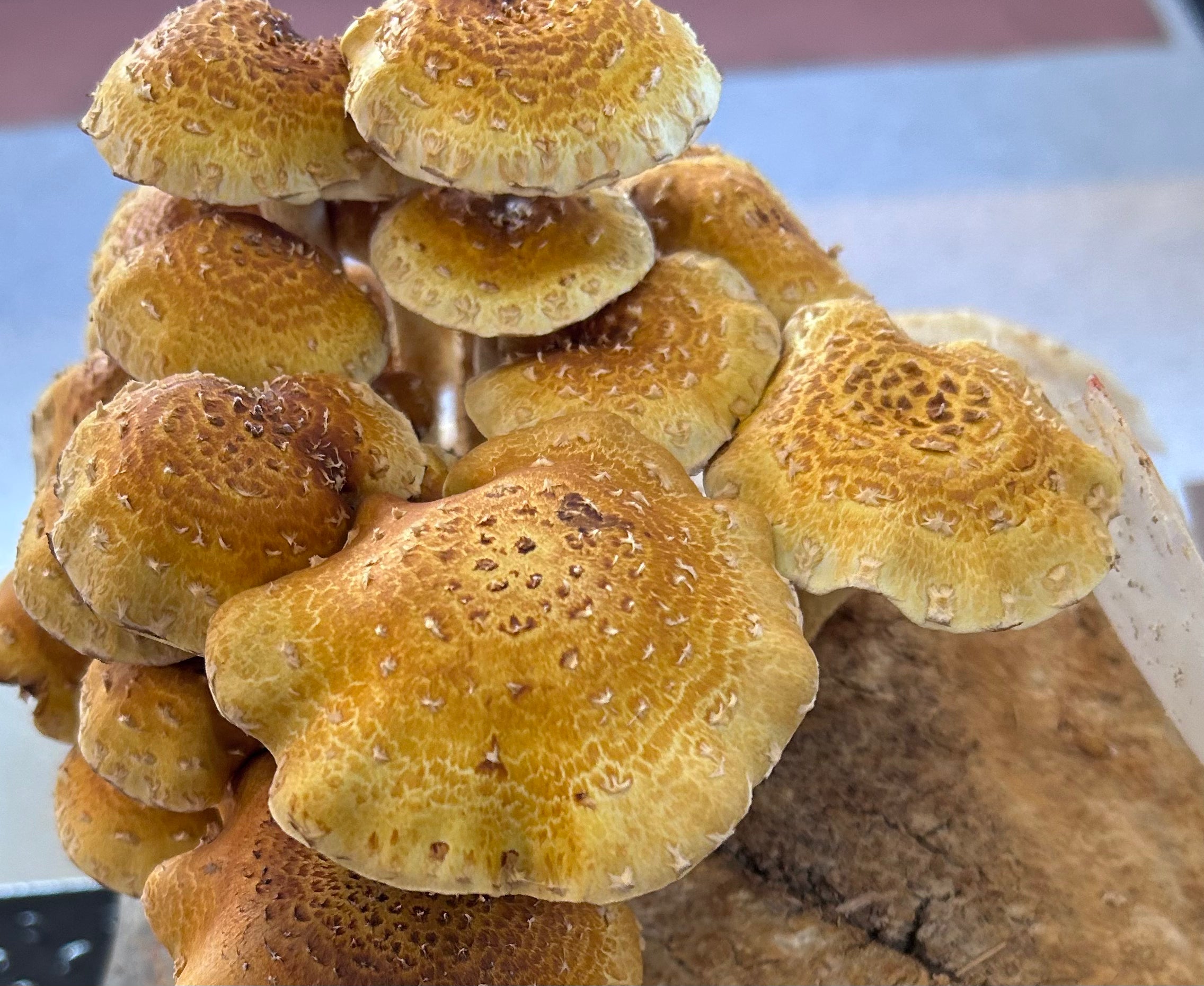 Mushroom - Chestnut - Fresh